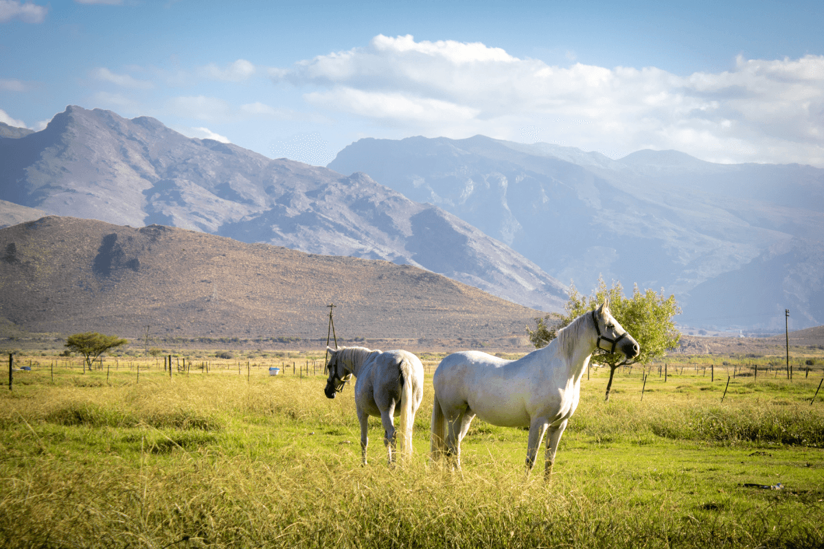 Two horses grazing with the Boland mountains behind them