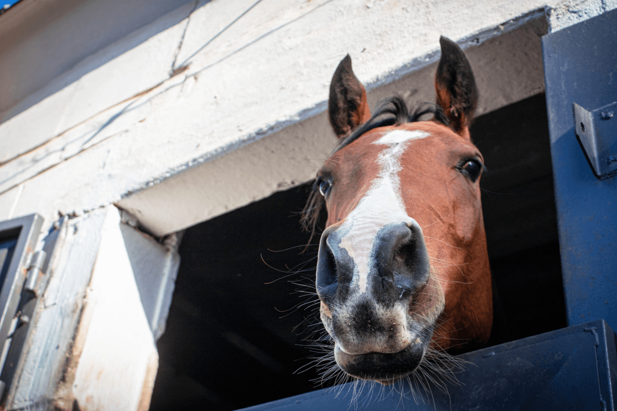 A curious horse looking out from its stable
