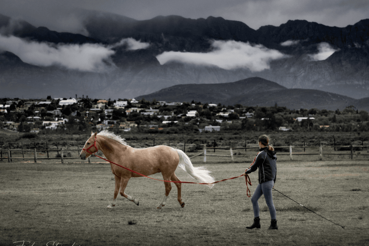 Lunging a horse with the Worcester mountains behind