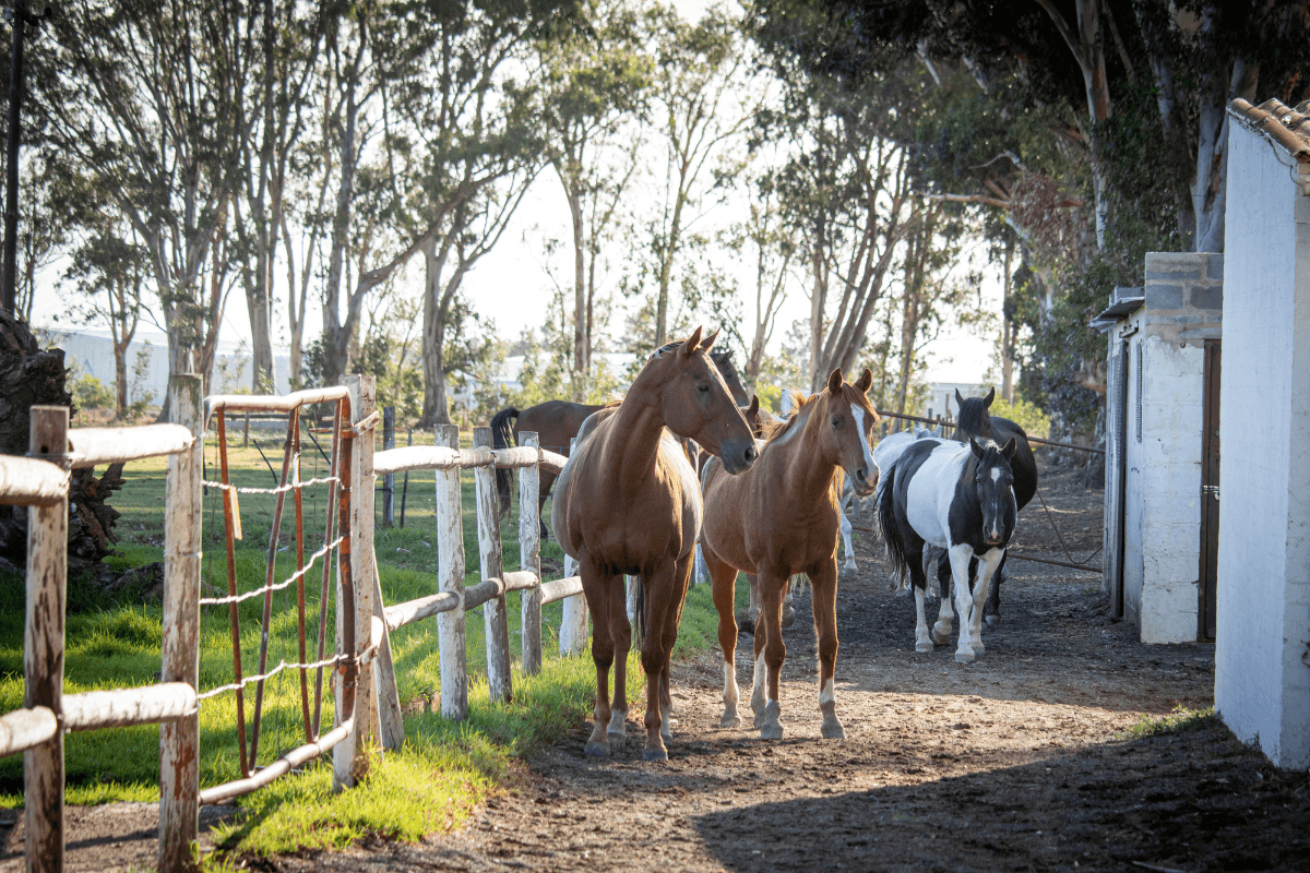 Horses walking out to grass camps in the morning