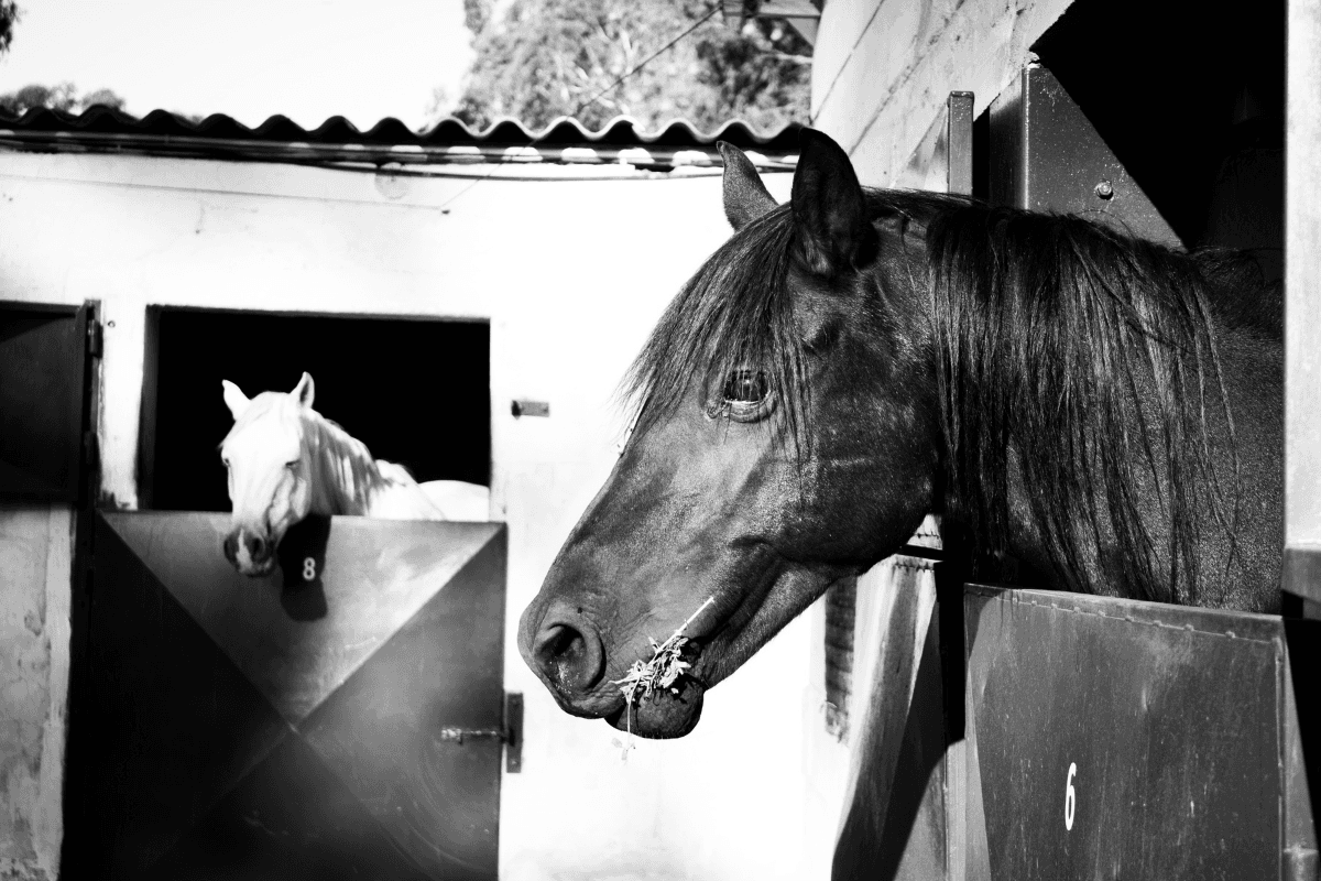 Two horses looking out from their stable doors